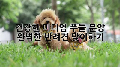 건강한 미디엄 푸들 분양, 완벽한 반려견 맞이하기🐶
