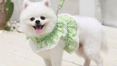 놓치면 후회! 하네스일체원피스 득템 후기👗✨